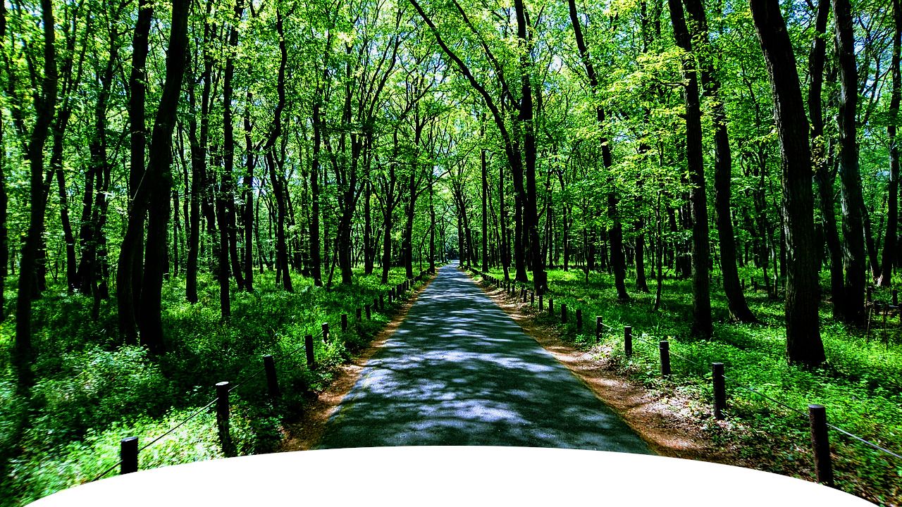 新緑から木漏れ日の続く並木道