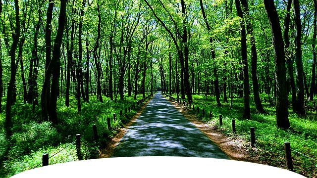 新緑から木漏れ日の続く並木道