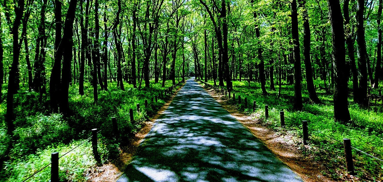 新緑から木漏れ日の続く並木道