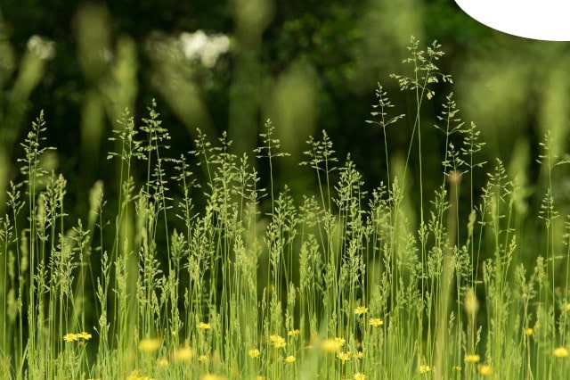晴れ上がった日差しが当たる草花